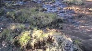 В Таиланде найдена гигантская окаменевшая змея. Пули Снегопада и Юлона Стоянова