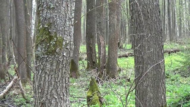 Река Б.Дубна (Дубёнка). Весна. смотреть онлайн