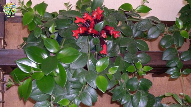 RUJ ÇİÇEĞİ BAKIMI 🥀 смотреть онлайн