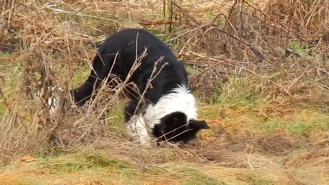 mole Hunting 2 смотреть онлайн
