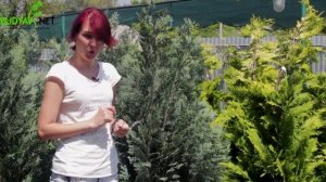 Випуск 70. Кипарисовик Лавсона Columnaris