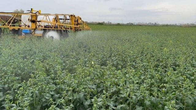 Защита озимого рапса смотреть онлайн