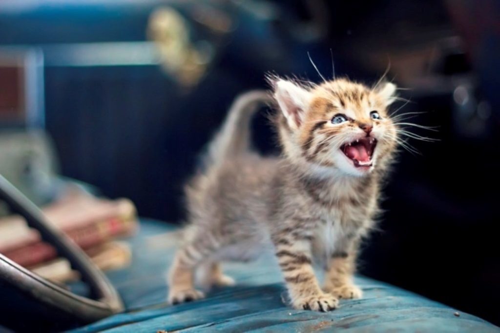 Звуки маленьких котят, мяуканье котят |Звуки как мяукают котята! смотреть онлайн