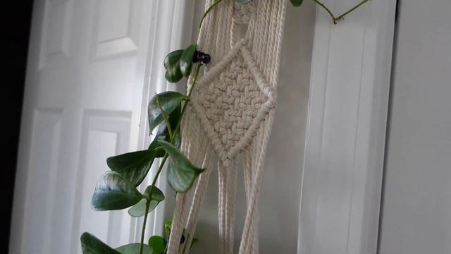 Hoya Obscura