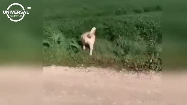 QAYSI BIRI KUCHLIROQ ? // ALABAY VS KANGAL смотреть онлайн