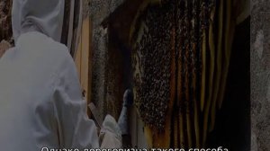 Чего боятся пчелы