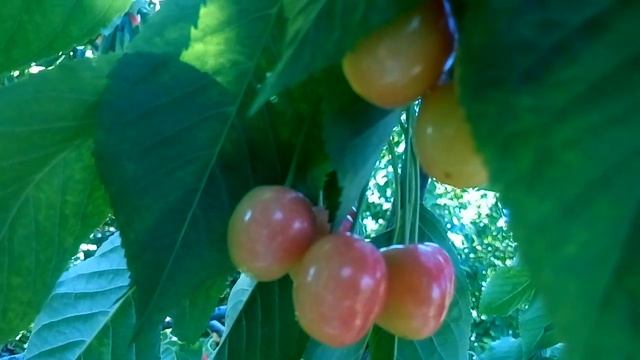 Очень вкусная черешня "Приусадебная". смотреть онлайн