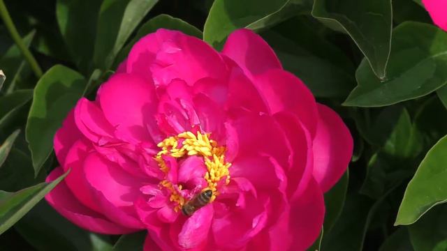 Наша дача 🌺 Подмосковье 2018 июнь смотреть онлайн