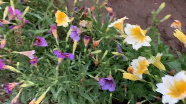 Сальпиглоссис