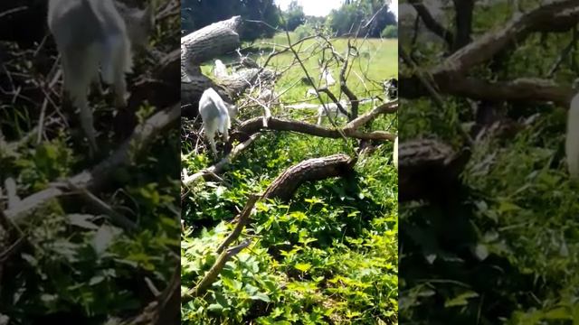 козы 2018 смотреть онлайн