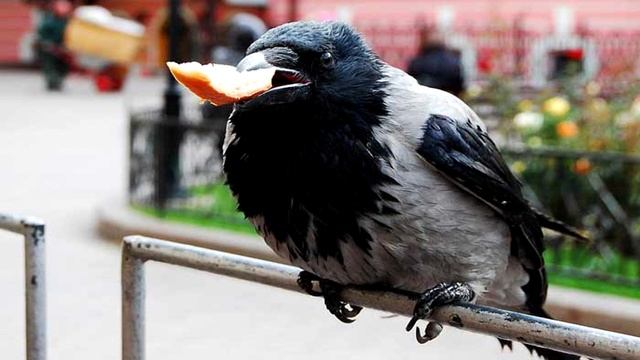 5 Животных, которые воруют еду у других смотреть онлайн