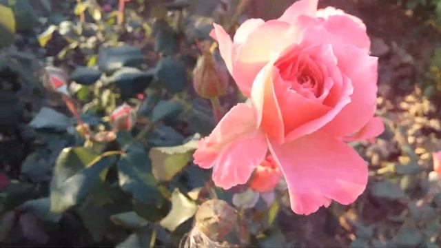 Очень долгое и продолжительное цветение без перерывов у розы Лоран Каброль смотреть онлайн