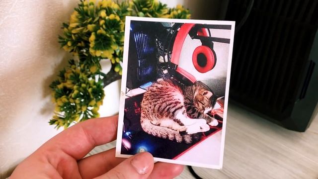 Разноглазый Vlog | Прогулка в лес. Встреча с другими хаски. смотреть онлайн