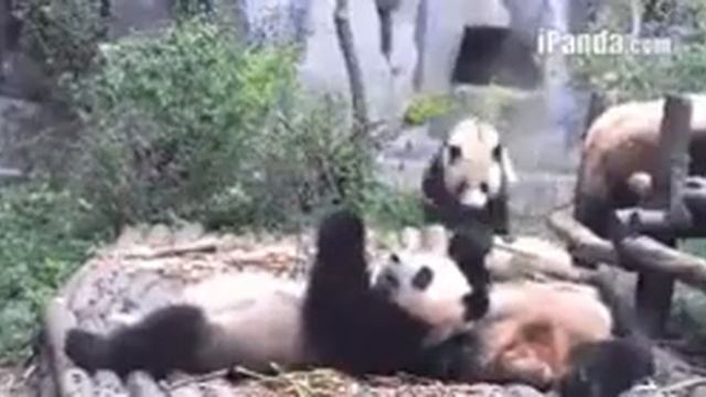 Прикол про панд