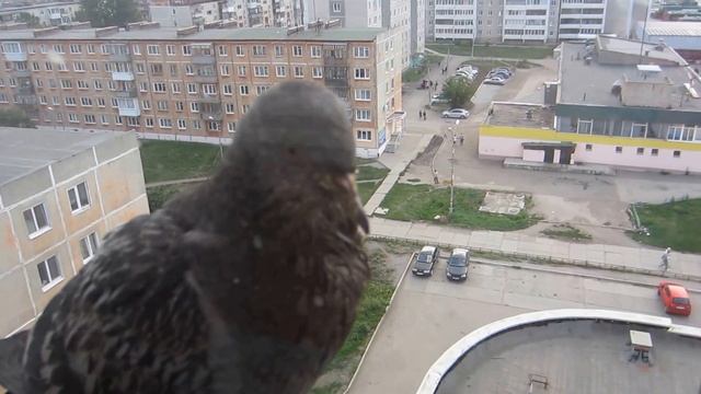 MVI 4098 смотреть онлайн