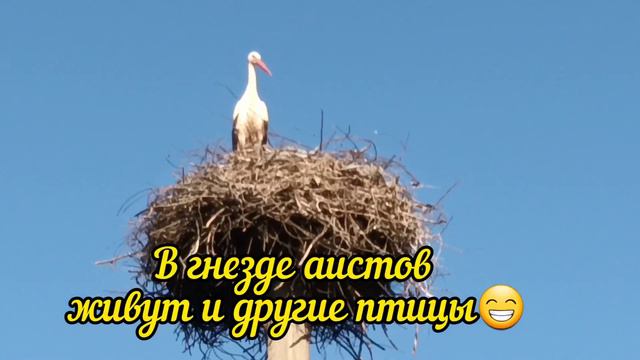 Пришлось разлучить пару аистов, для их же блага смотреть онлайн
