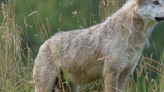 Волчонок отчаянно смотрел в глаза леснику, будто умоляя о спасении и защите смотреть онлайн