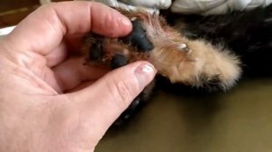 Жесть!Личинки поедали щенков заживо.Ветклиника в Гамбии.Спасение щенков.