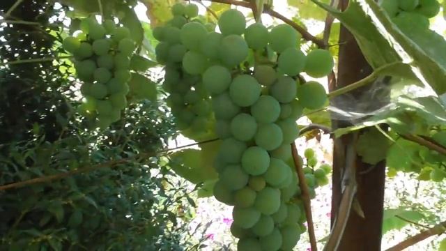 Виноград Изабелла и Ранний космос в августе смотреть онлайн