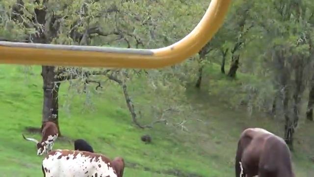 Meet Writer Jeff Acosta: Watusi Cattle смотреть онлайн