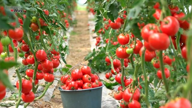 ТОМАТЫ ЗАСЫПЛЯТ ВАС УРОЖАЕМ РАНЬШЕ СРОКА! Просто Успейте подлить под томаты это смотреть онлайн