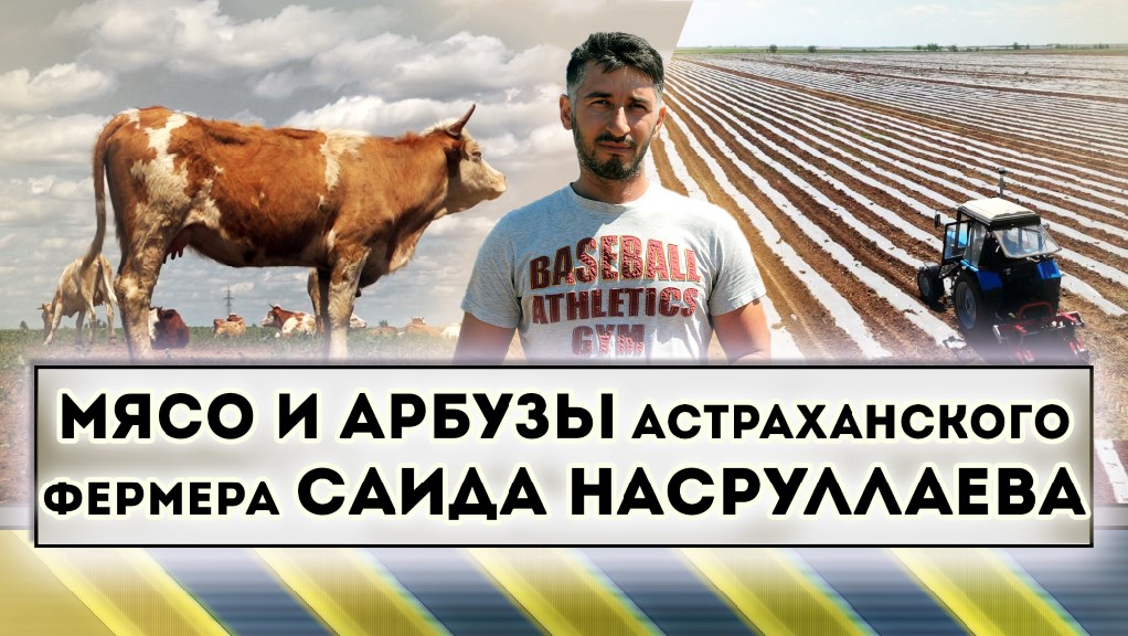 Мясо и арбузы астраханского фермера Саида Насруллаева смотреть онлайн