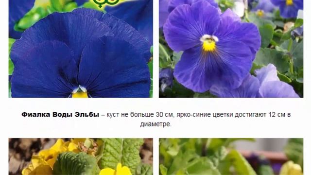 ВИОЛА, АНЮТИНЫ ГЛАЗКИ, ФИАЛКА ТРЕХЦВЕТНАЯ смотреть онлайн