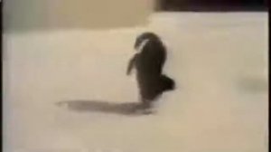 Кот ходит на передних лапах