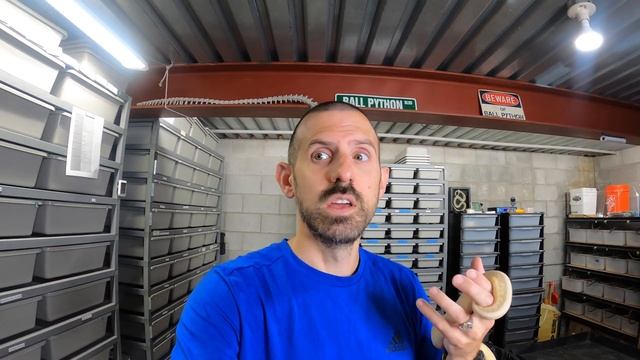 DON'T OFFER FREE SHIPPING ON EVERY SALE! BALL PYTHON BUSINESS TIPS смотреть онлайн