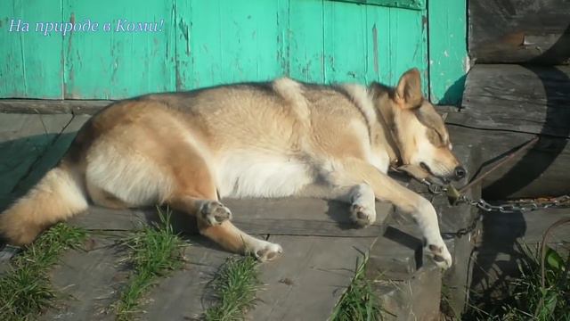 У Айды жизнь малина  /Лайки Олега  #33/