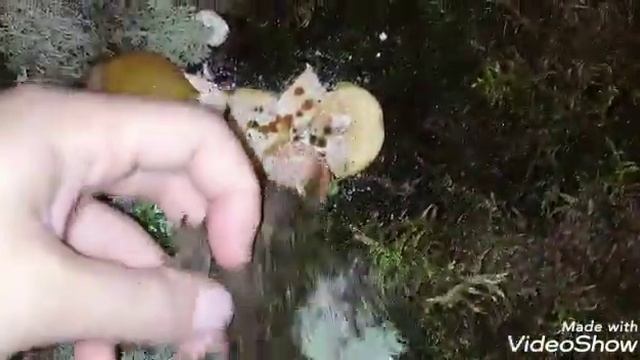 Гревелли голд!!!