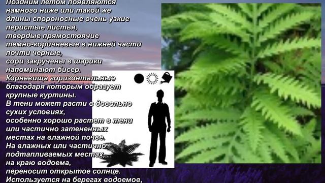 "Оноклея чувствительная" - "Onoclea sensibilis". Декоративный папоротник. Decorative fern. смотреть онлайн