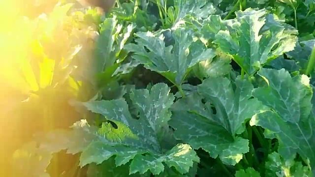 Сибирская дача.ч 2(3) смотреть онлайн