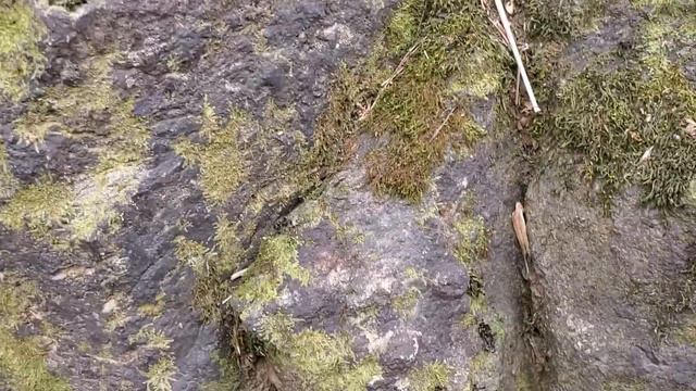 Eno River State Park North Carolina | Best Evidence Of Ancient Volcanoes On East Coast Of The US смотреть онлайн