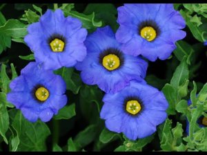 Выращивание ноланы от посева до цветения.#цветы #выращивание #рассада #сад #уход #посевноланы.