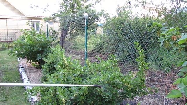 Опрыскивание ЭМ-эликсиром 1/3 дачного участка (видео 2)... смотреть онлайн