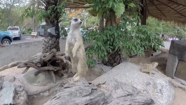 Тайланд. Зоопарк Као Кео (Khao Kheow Open Zoo)#паттая
