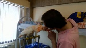 Ручной какаду орет он же розовый молуккский какаду парикмахер