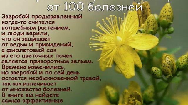 Онлайн-обзор «Зверобой — трава от девяноста девяти болезней» смотреть онлайн