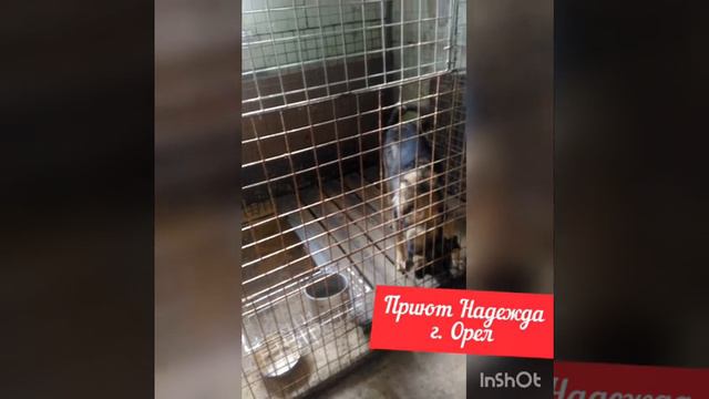 Приют Надежда г. Орел. Часть 2 смотреть онлайн