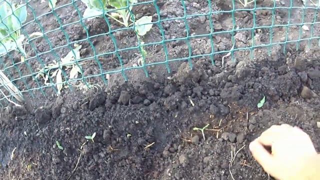 Сажаем огурцы! Жизнь в деревне! смотреть онлайн