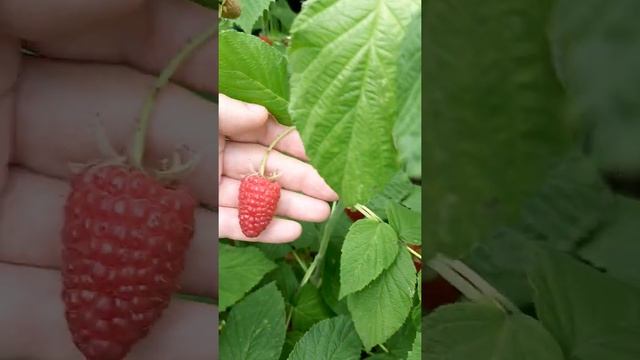 Малина Полесье. Урожай на прошлогодних побегах в 21г