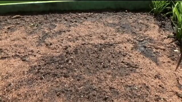 Многолетники. Сеем летом в открытый грунт смотреть онлайн