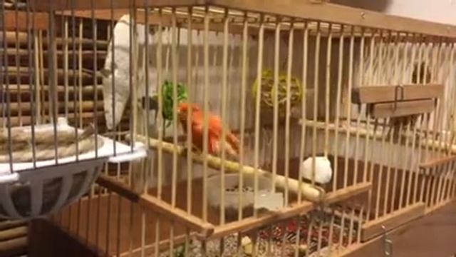 Зелёная канарейка и Оранжевый кенарь начинают гнездится смотреть онлайн