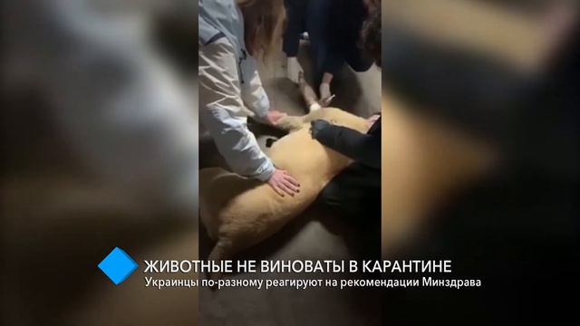 Животные не виноваты в карантине: украинцы по-разному реагируют на рекомендации Минздрава смотреть онлайн