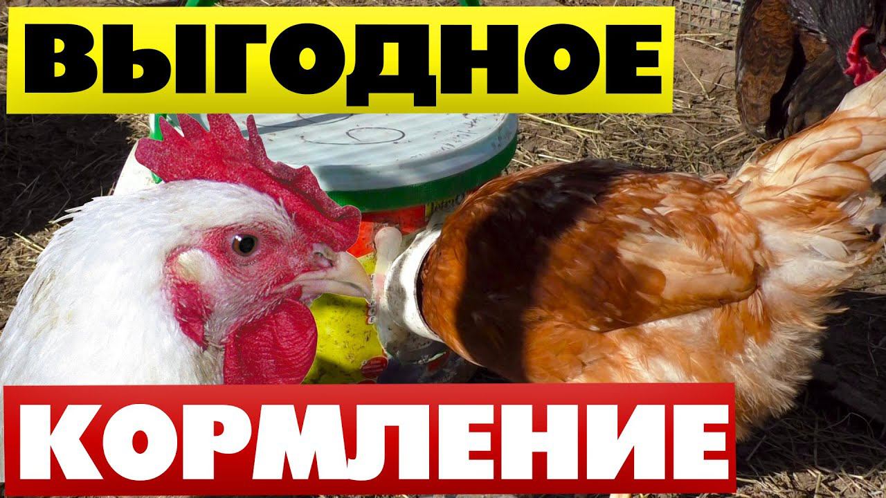 Куры несушки на даче Кормление из самодельной кормушки Отзывы смотреть онлайн