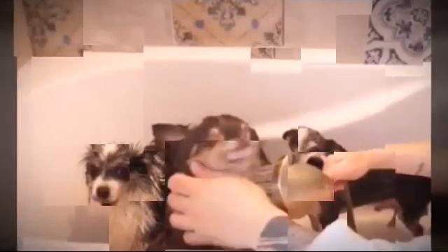 Меджик Петс купаютса в новой ванне🛁🐶🔮(фан Ани Меджик) смотреть онлайн