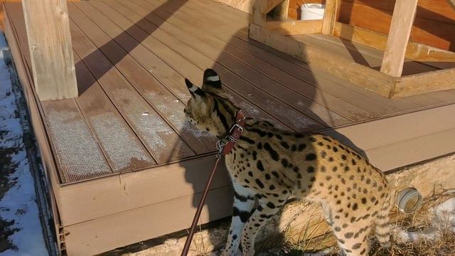 Сервал Лексус гуляет смотреть онлайн