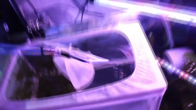 ПЕРЕСАЖИВАЕМ БЕРЕМЕННУЮ ГУППИ В ОТСАДНИК смотреть онлайн