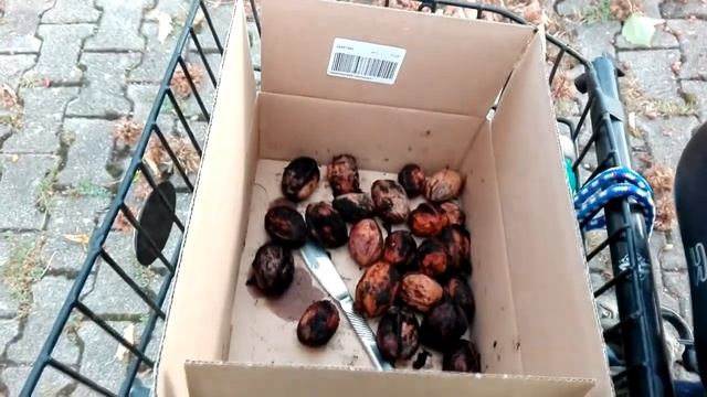 Как собирать грецкий орех и фундук (лещина), а потом легко достать из них зёрна. смотреть онлайн